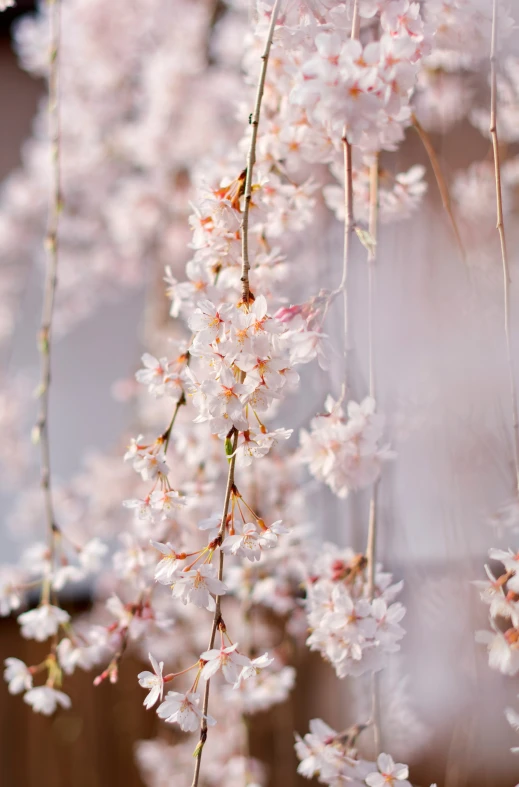 flowers are hanging on the nches of the tree