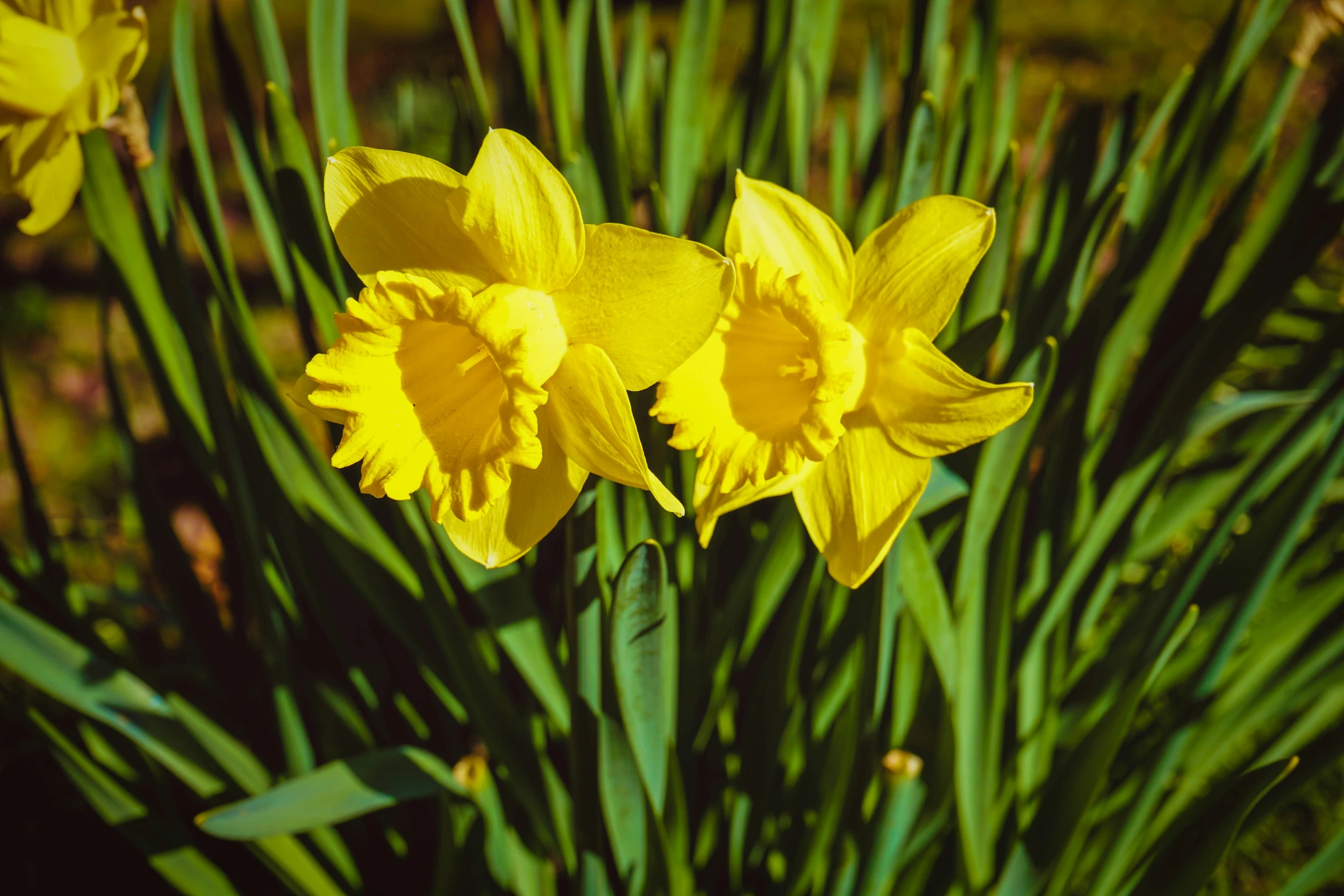 yellow daffodils are blooming in a garden