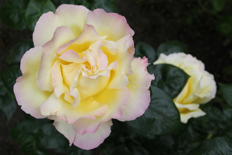 a yellow and white rose is blooming outdoors