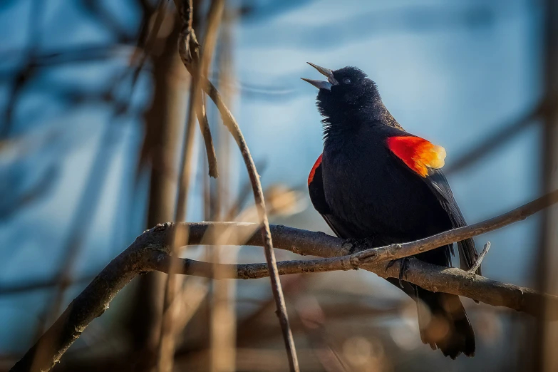 a bird sits on a nch while singing