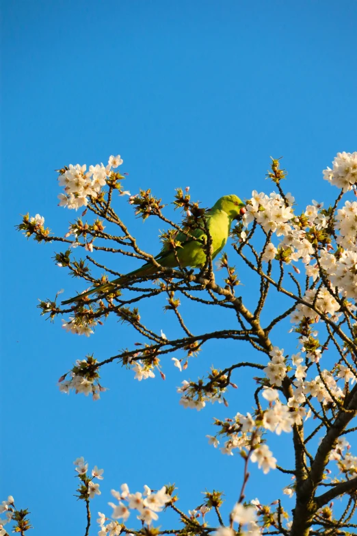 the yellow bird is perched on the nch of a blossoming tree