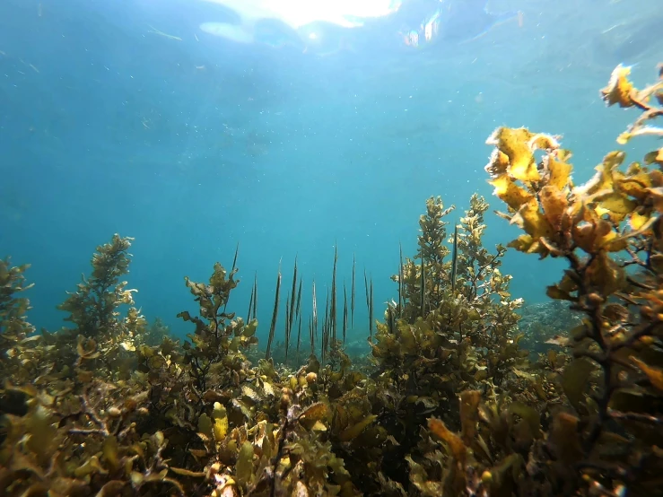 underwater view of plant life under water, with bubbles of light