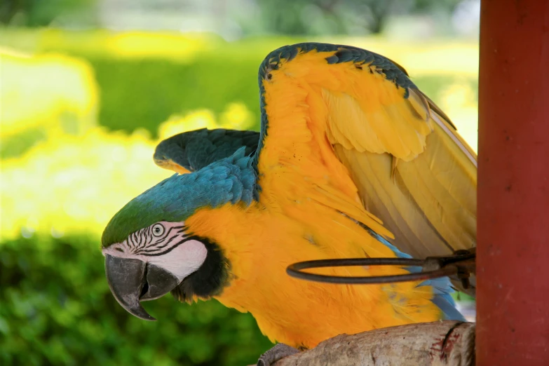 a colorful parrot that is perched on a piece of wood