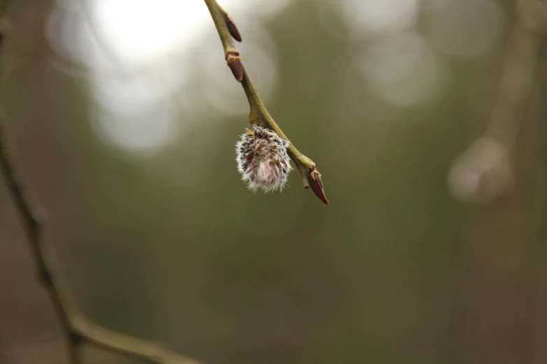 the end of a leaf hanging off a nch