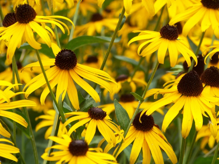 black - eyed susan growing in a garden