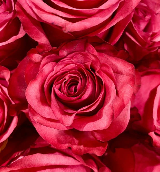 a close up of the stems and petals of a red rose