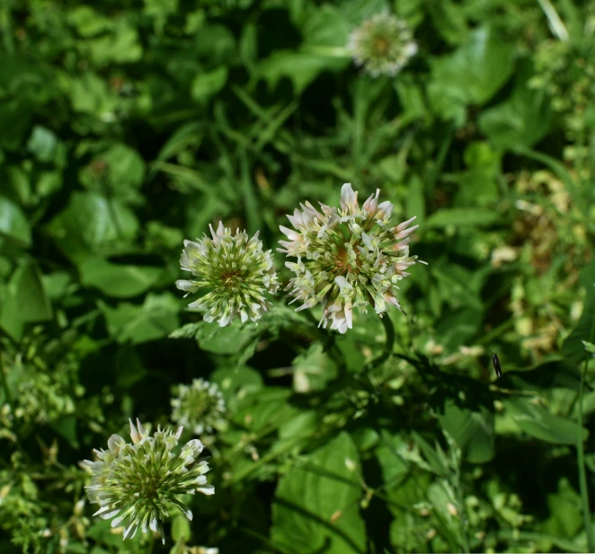 two flower buds are pictured in front of many leafy plants