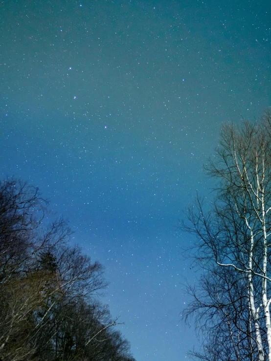 the sky above a forest at night with white trees in it