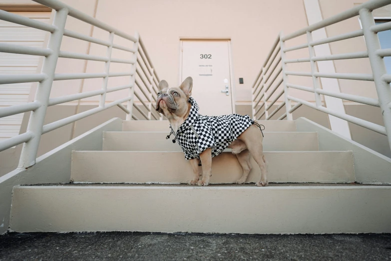 a dog in a suit walking up the stairs of a house