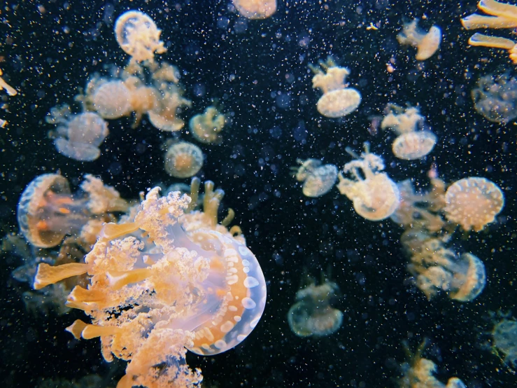 a bunch of jellyfish swimming in an aquarium