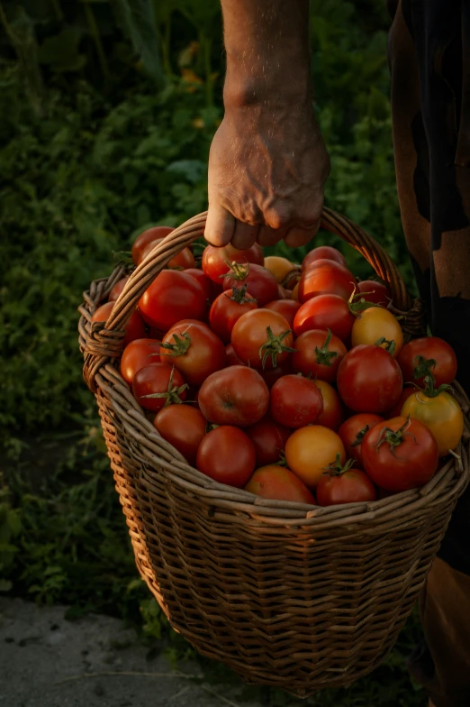 the person is holding a basket with tomatoes