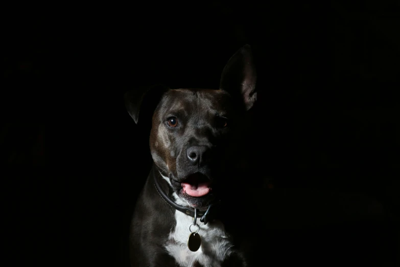 a large dog standing up in the dark