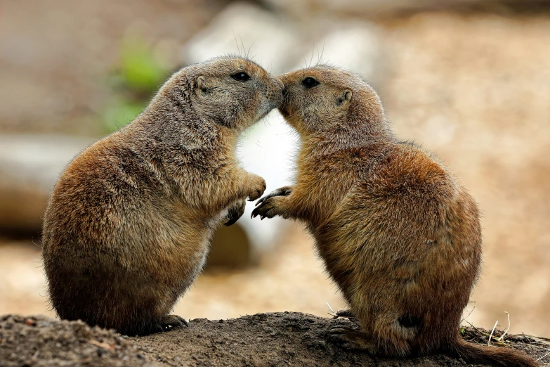 two little brown animals giving each other a kiss