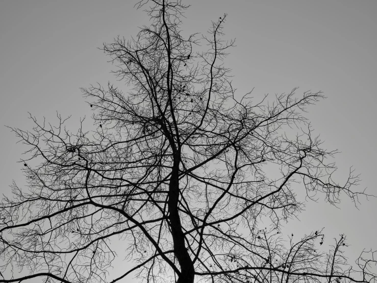 a black and white po of a tall tree in winter