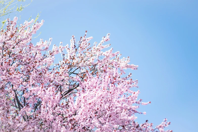 a tree in full bloom with blue sky behind it