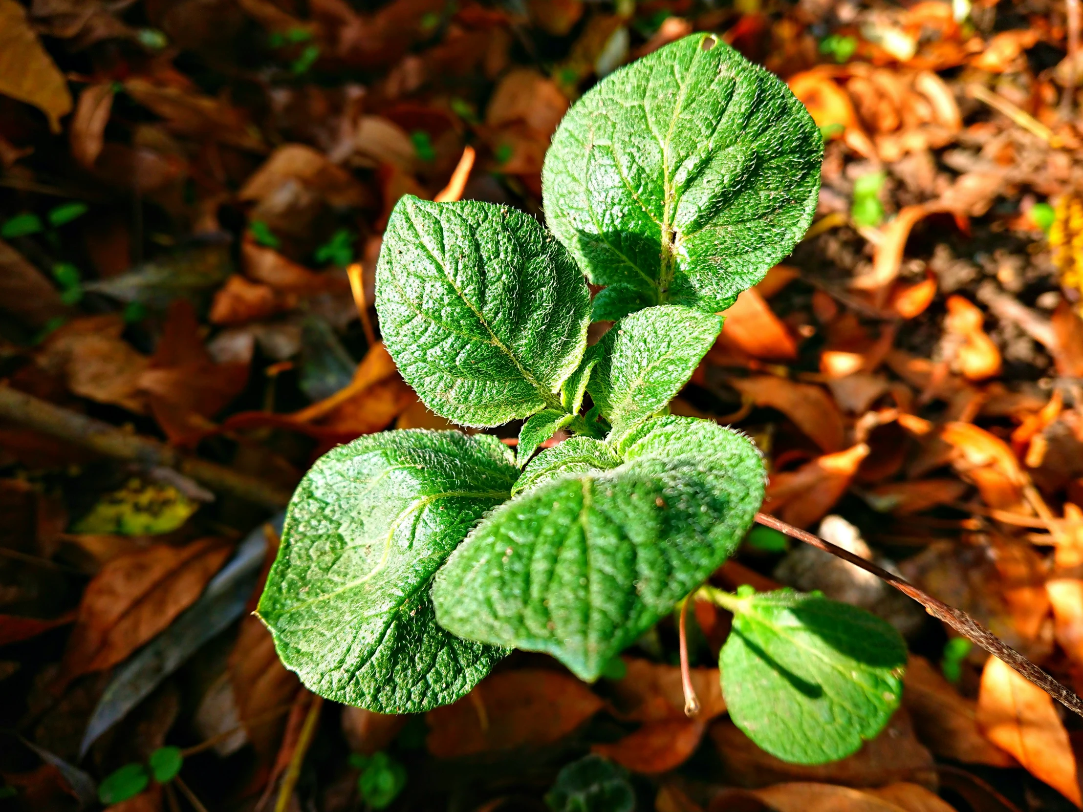 a small plant has three leaves and the leaves have brown and yellow