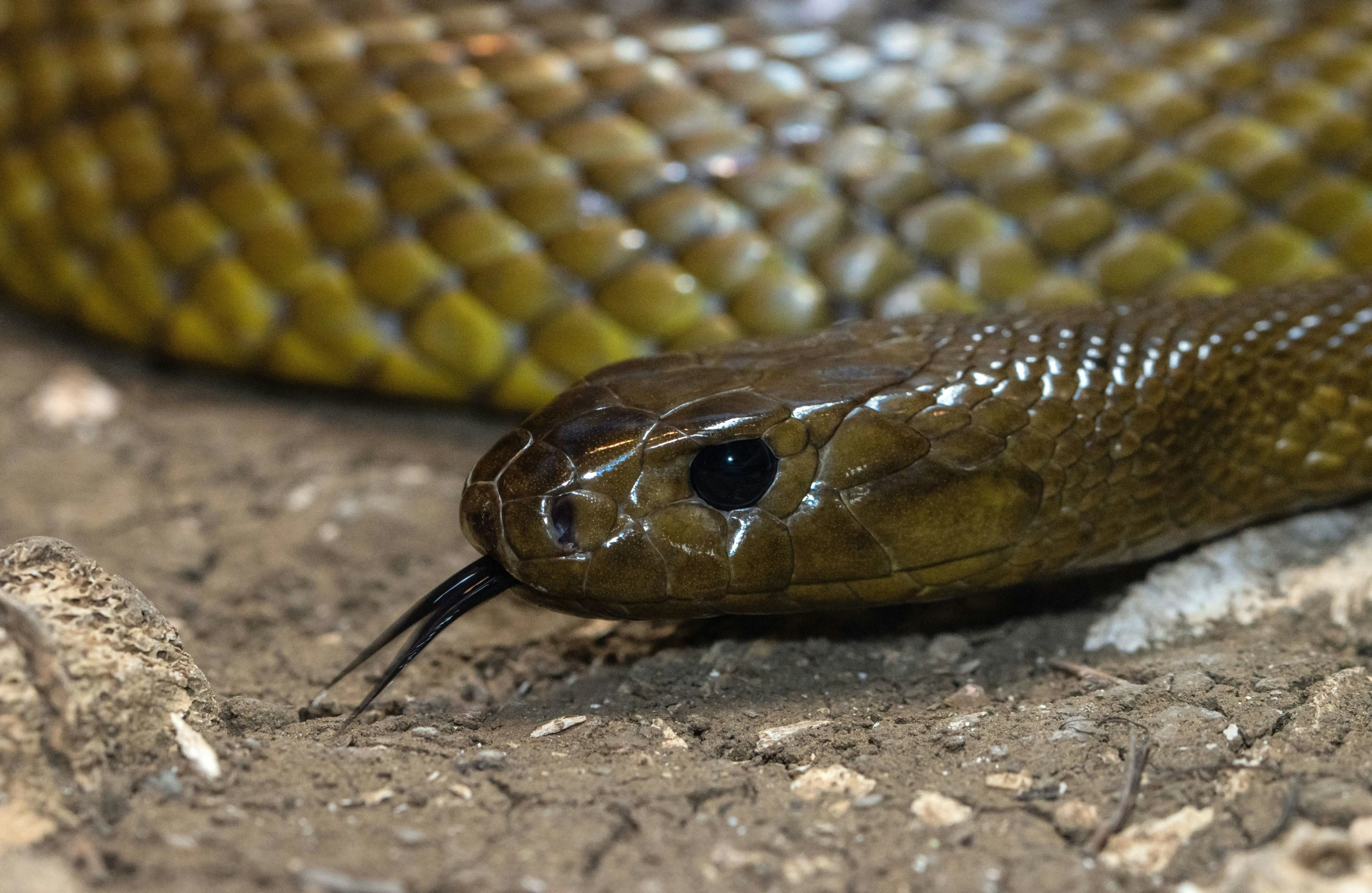 a snake sitting on top of a rock