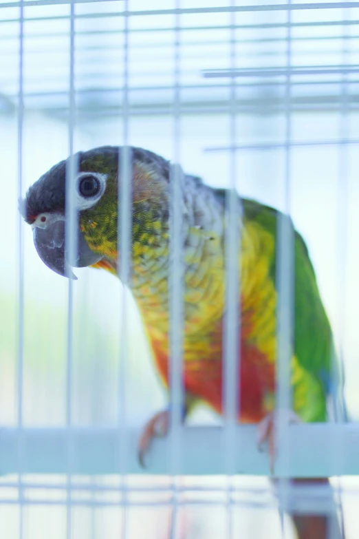 a colorful bird with its head out of a cage