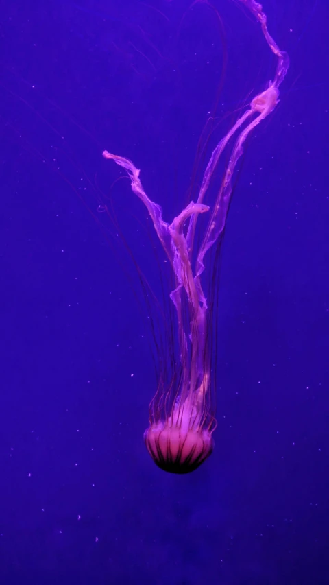 a jellyfish floating on its side against a purple background