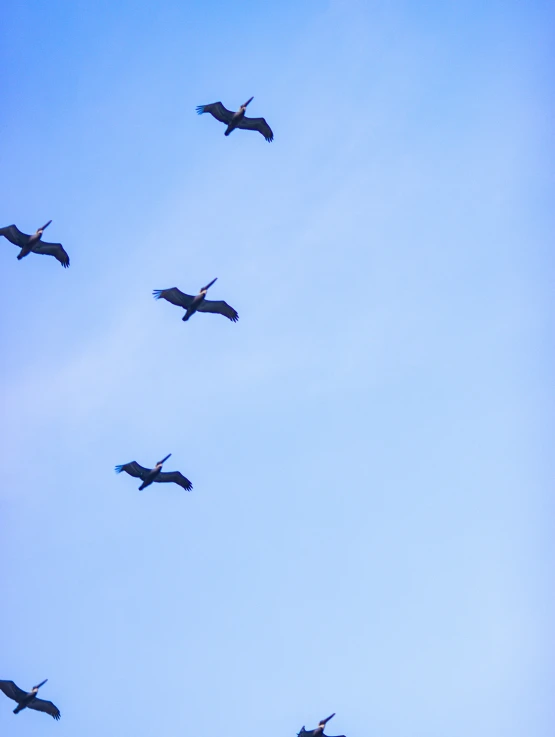 a group of birds flying in the air