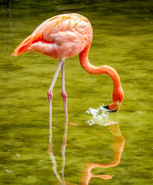 an animal that is standing in the water