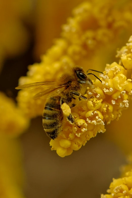 a bee that is flying away from a yellow flower