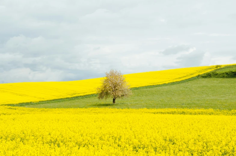 the lone tree is on top of a yellow flower field