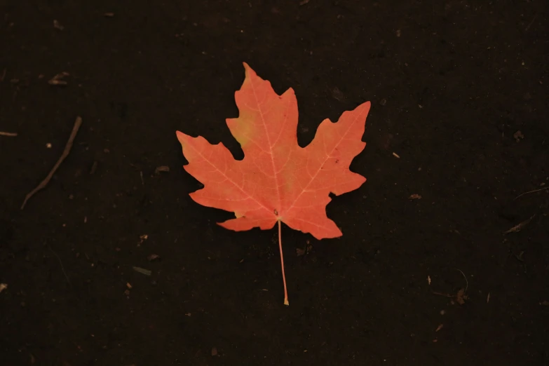 a single leaf that is laying on the ground