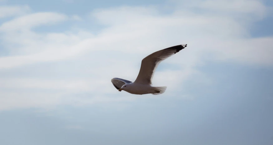 a seagull flying in the blue sky with clouds