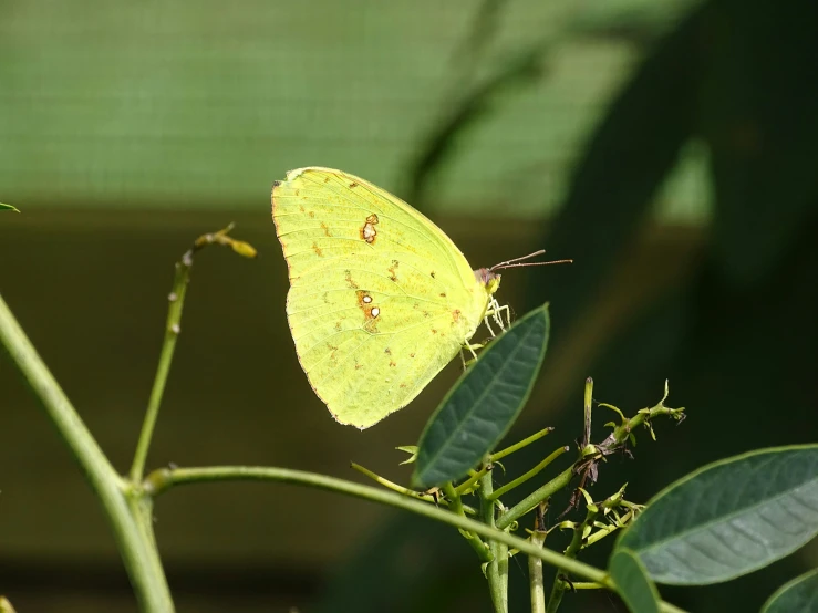 a small yellow erfly on some plants