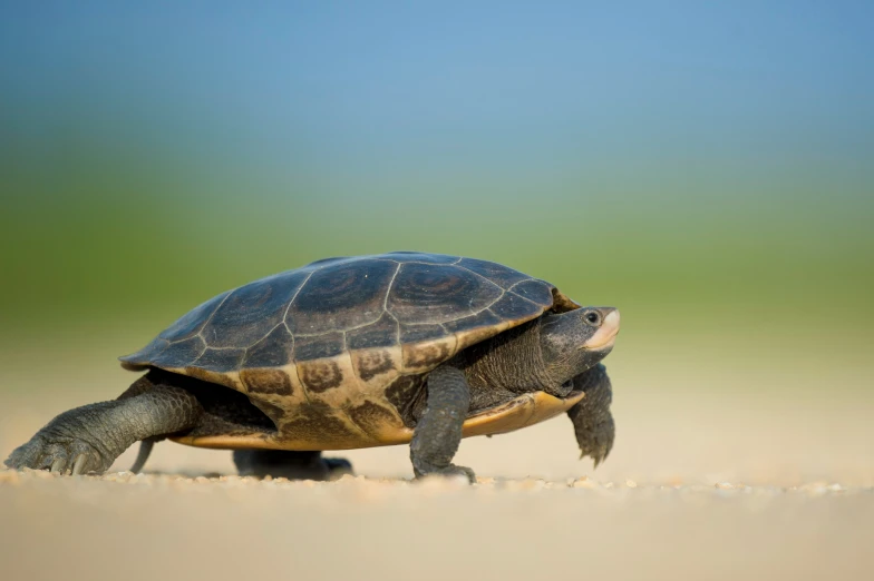 a turtle with no head crawling over the sandy beach