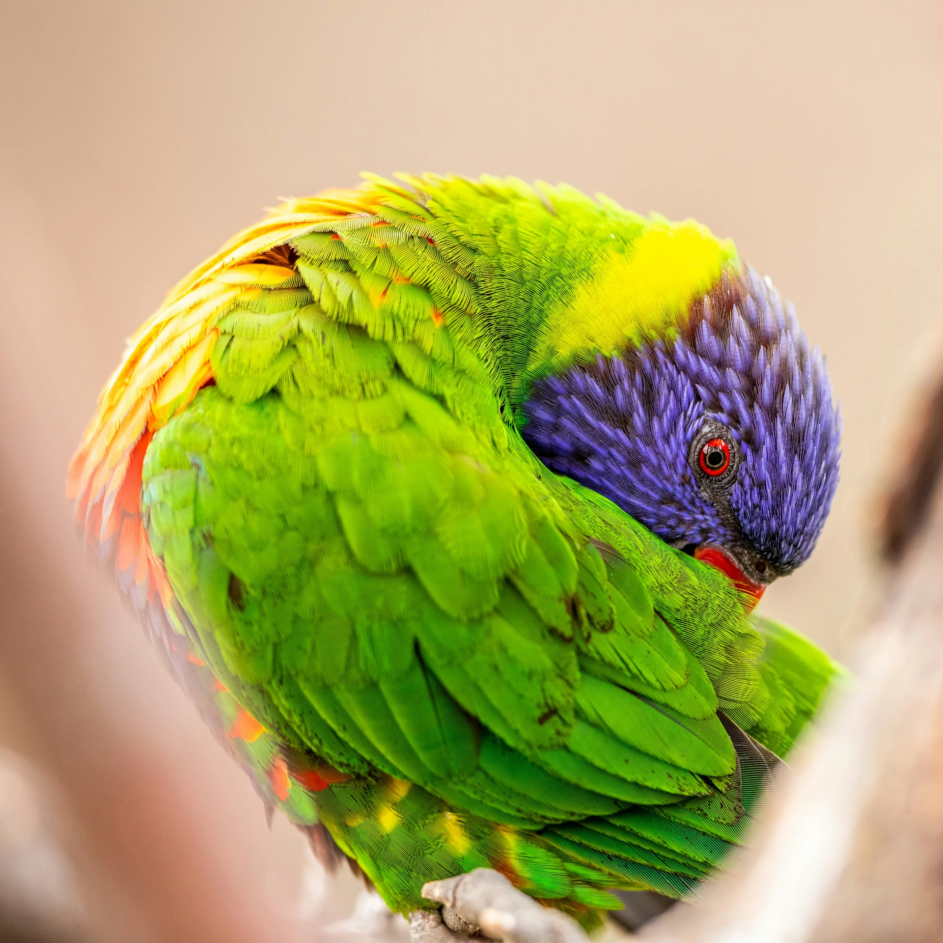 a small colorful bird that is sitting on a wooden post