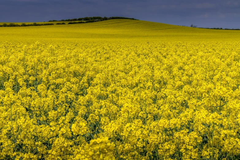 yellow flowers grow near a hill on a clear day