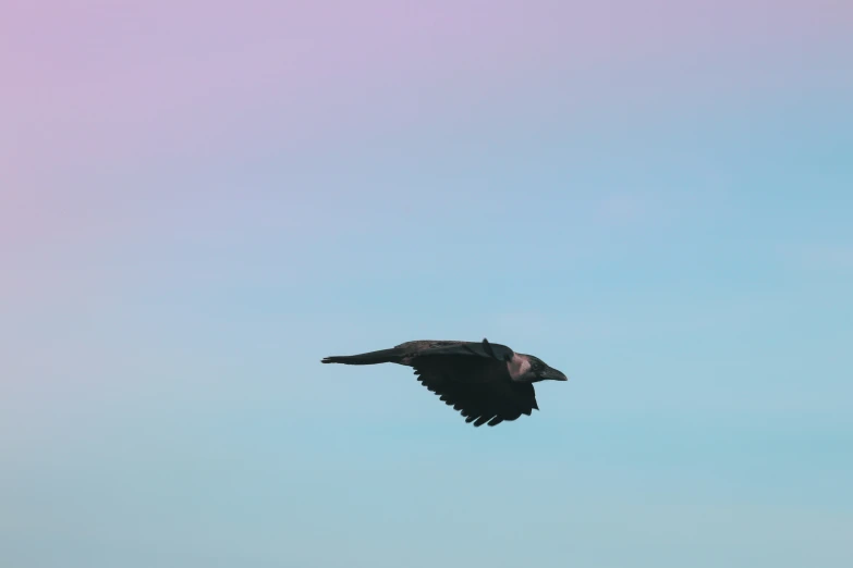 a black bird is flying over the ocean