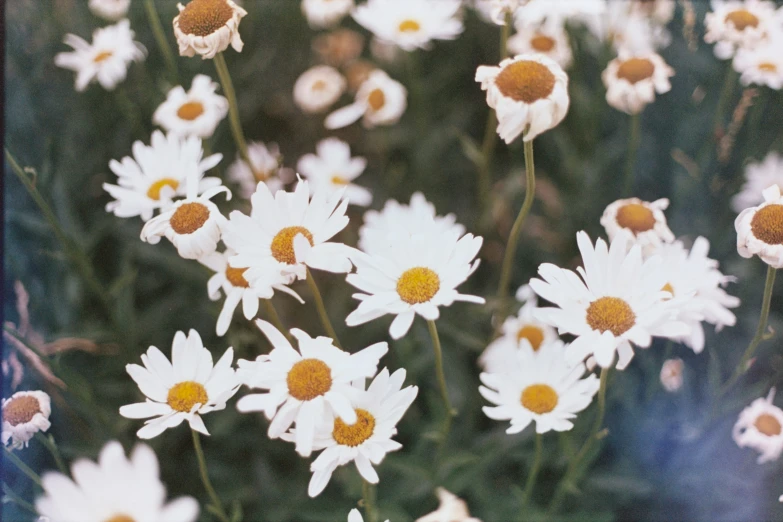 a bunch of white flowers with yellow centers