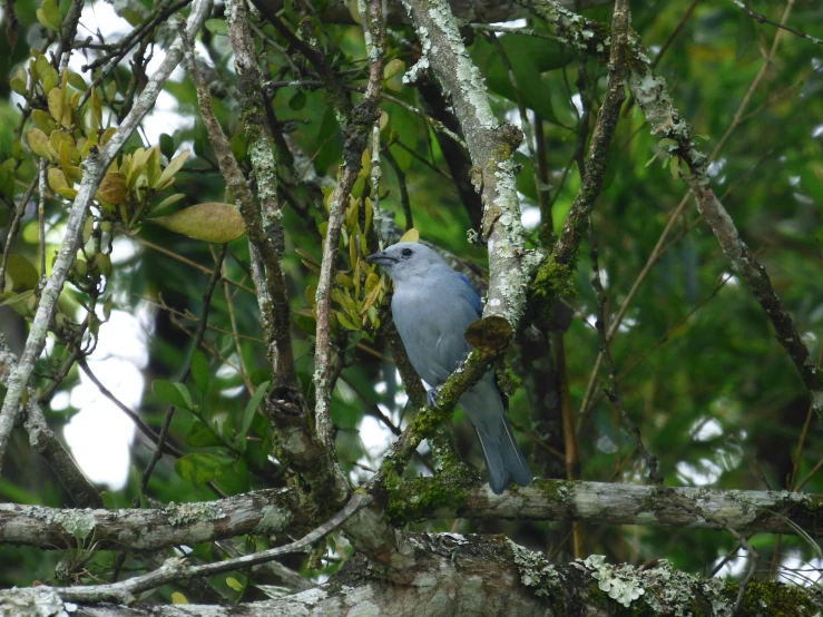 a bird sits in the middle of a small tree