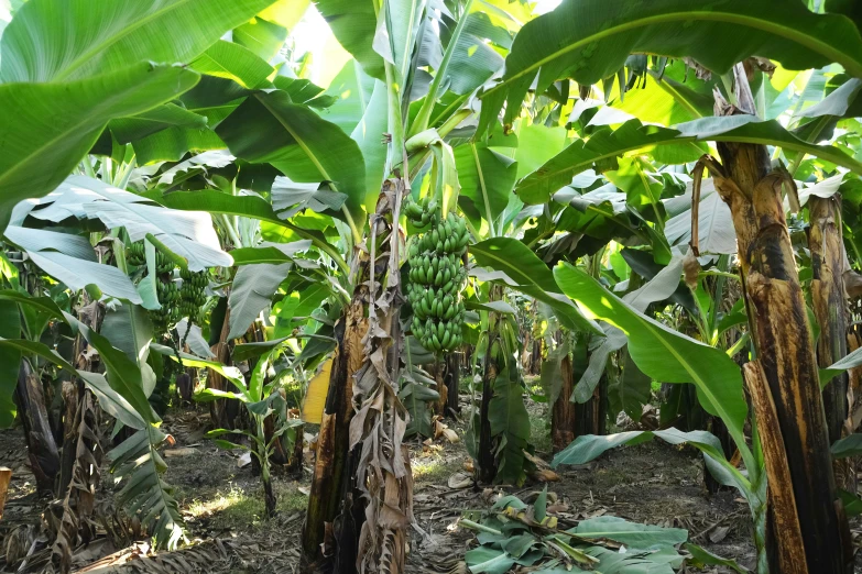 a banana plantation with lush green bananas on the trees