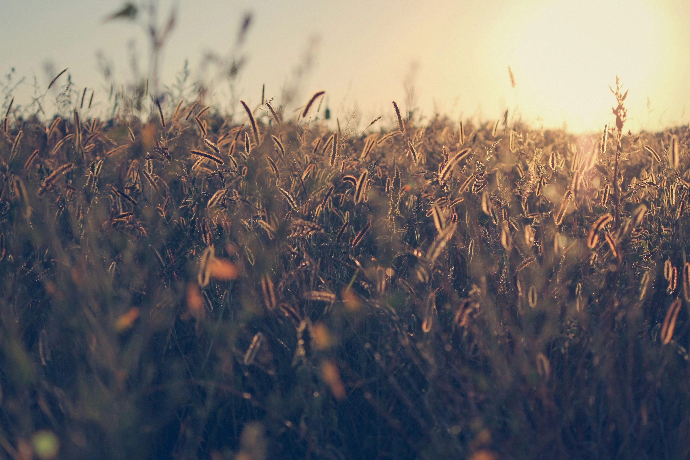 a field with grass blowing in the wind