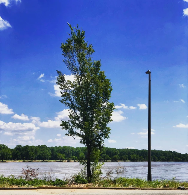 a road by water with trees in the middle