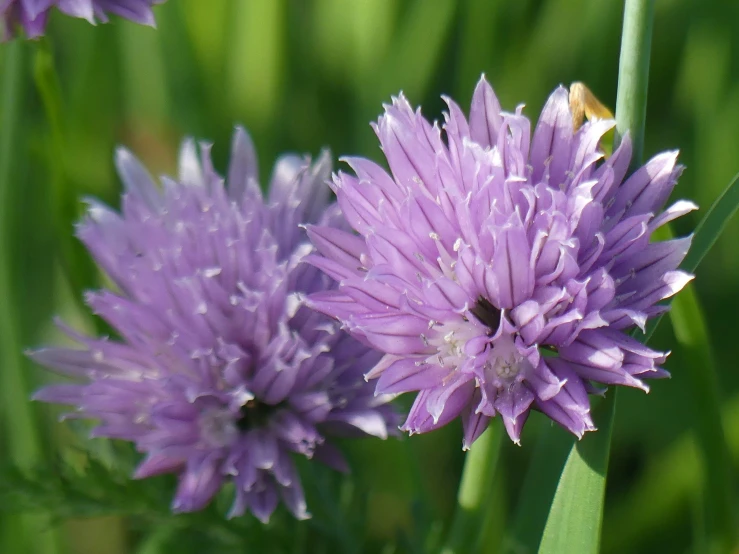 a couple of flowers that are in the grass