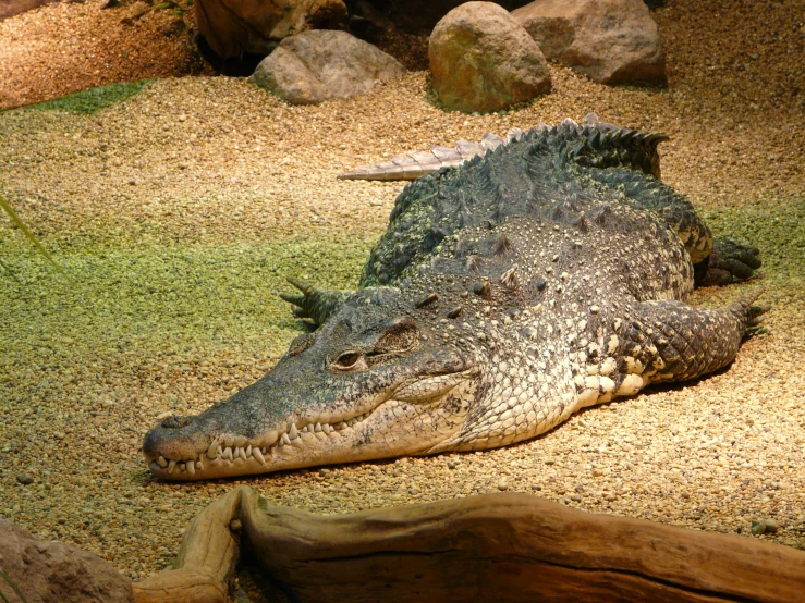 a close - up view of an alligator laying on the ground