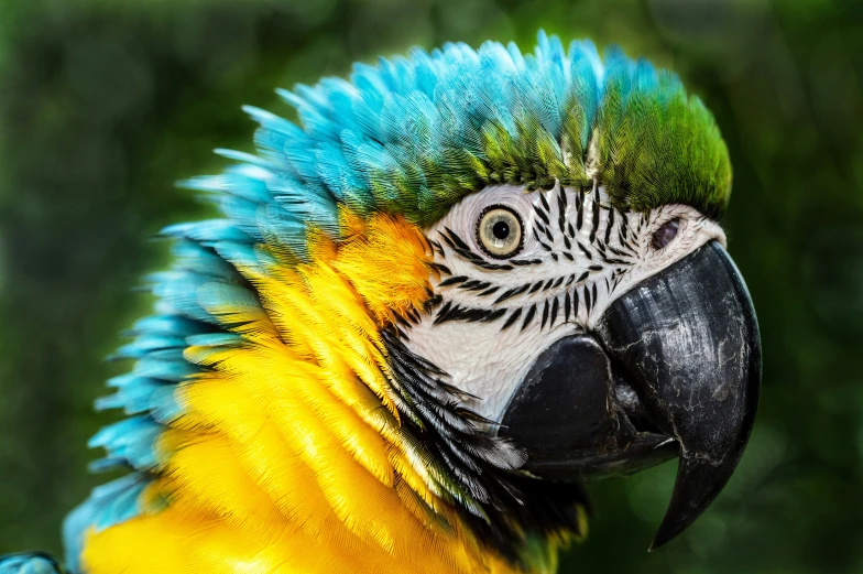 a bird with blue, green and yellow feathers