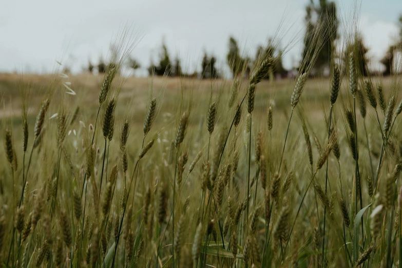 a field with green grass and trees in the background