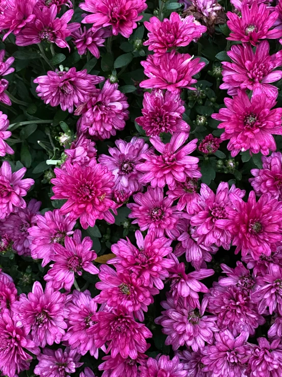 a pink flowered shrub with green leaves