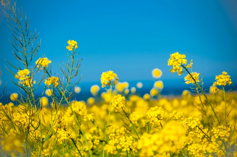 there are yellow flowers in the field next to the blue sky