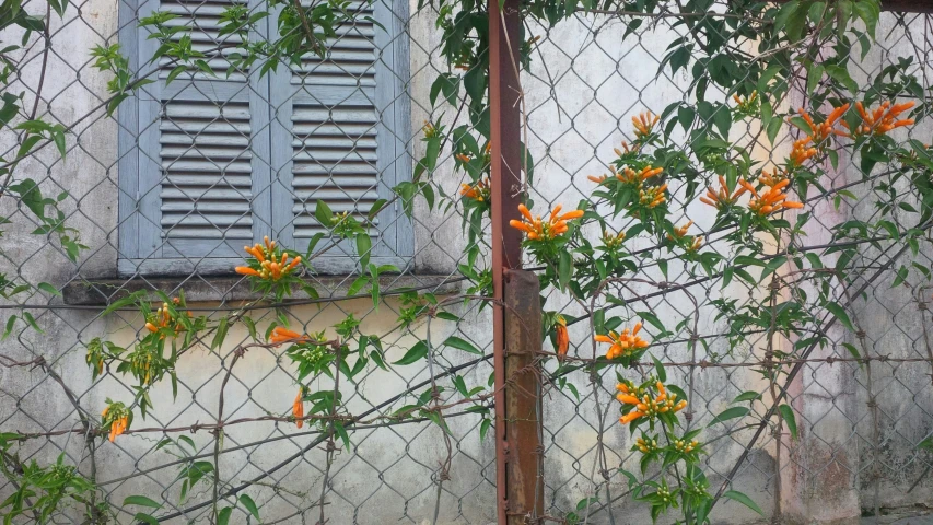 orange flowers are growing on the side of a building behind a chain link fence