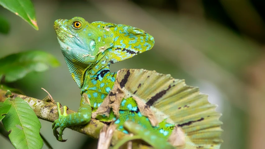 a green and blue lizard on the nch of a tree