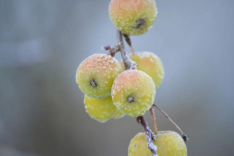 a close up s of some fruit on a nch