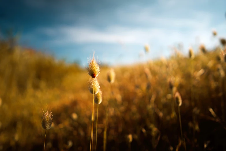 dried flowers in a field of grass against a blue sky