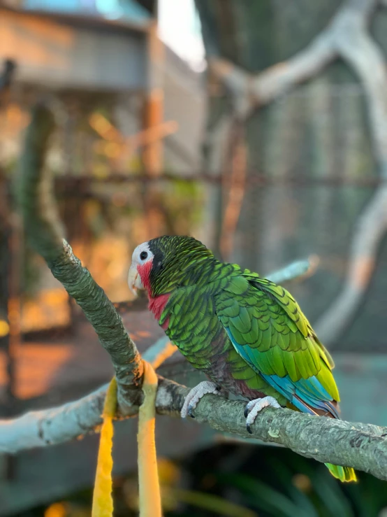 a green parrot sitting on a nch looking